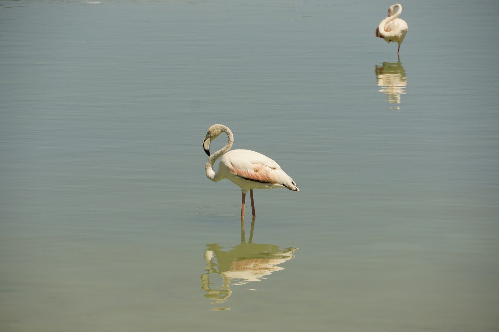 Flamingo at the Salinas de Calpe salt lake